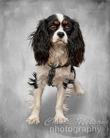 #659A - SPANIEL ON CRACKED TEXTURE BACKGROUND TD (1:1.25