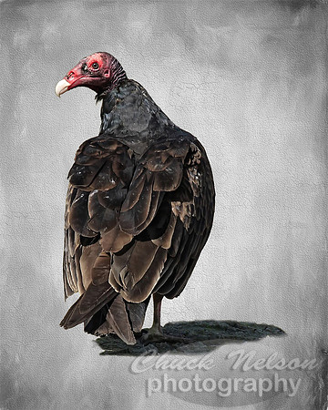 #660A - TURKEY VULTURE on cracked texture (1:1.25)