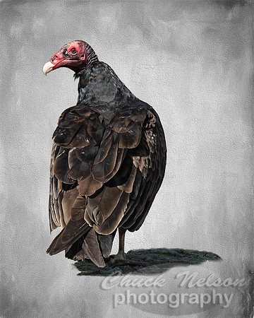 #660B - TURKEY VULTURE on cracked texture 11x14 GW