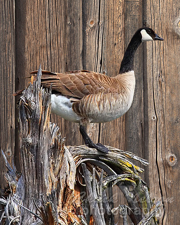 #661A - CANADA GOOSE ON BARN BOARD (1:1.25)