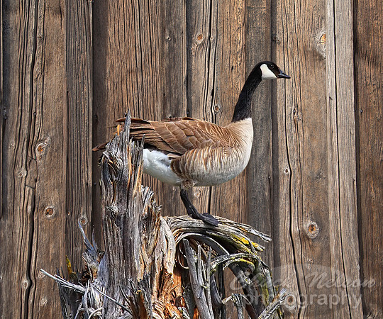 #661B - CANADA GOOSE ON BARNBOARD 16x20 GW (1:1.25)
