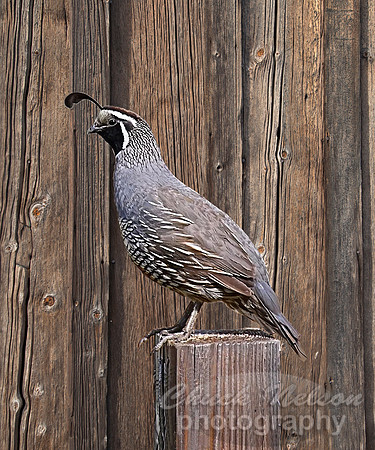 #662B - QUAIL ON BARN BOARD GW (1:1.25)