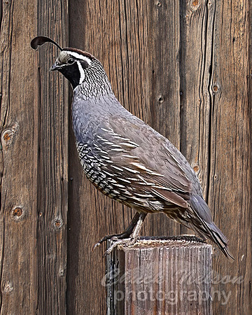 #662A - QUAIL ON BARN BOARD (1:1.25)