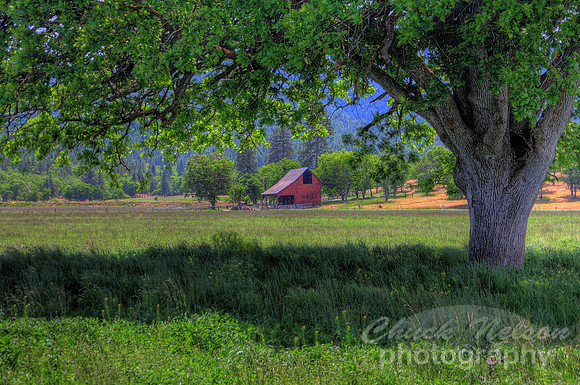 #136A - SCOTT VALLEY OAK #3 HDR (1:1.5)