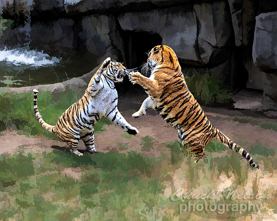 #667A - TIGER TIGER TS (1:1.25)