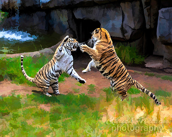 #667B - TIGER TIGER TS (1:1.25)