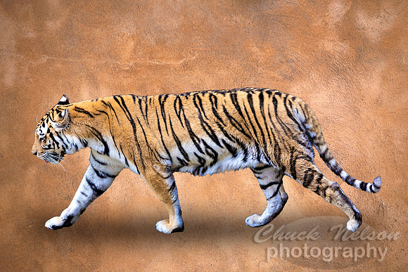 #668C - TIGER WALK ON BUCKSKIN (1:1.25)