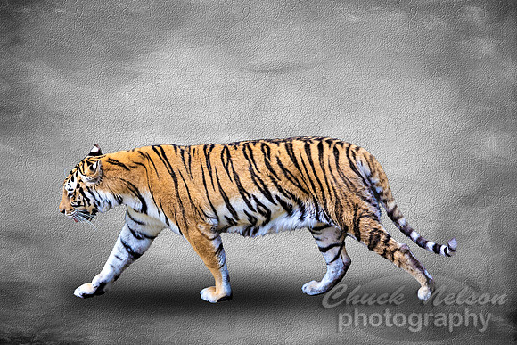 #668D - TIGER WALK ON CRACKED TEXTURE (1:1.5)