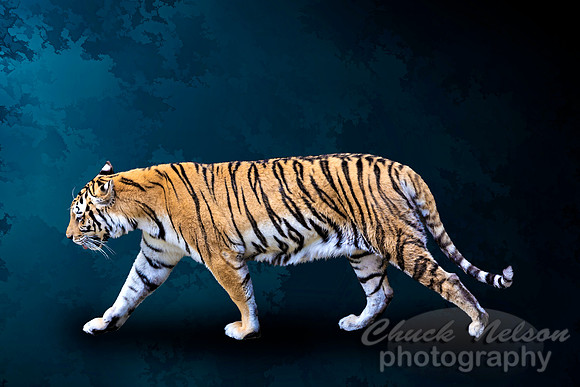 #668B - TIGER WALK ON BLUE GRUNGE (1:1.5)