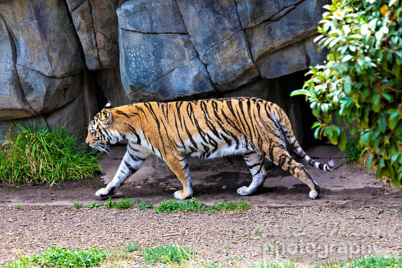 #668A - TIGER WALK (1:1.5)