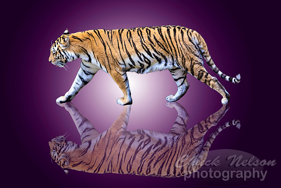 #668F - TIGER WALK REFLECTED ON GRADIENT (1:1.5)