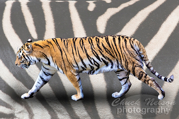 #668E - TIGER WALK ON ZEBRA SKIN (8X12)