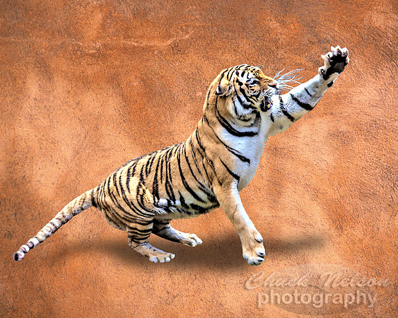 #670 - ANGRY TIGER ON BUCKSKIN (1:1.25)