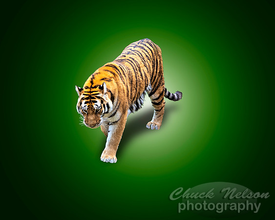 #669 - TIGER IN YOUR DIRECTION ON GREEN GRADIENT(1:1.25)