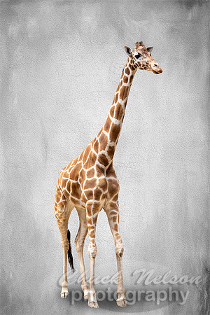 #671B - GIRAFFE ON CRACKED TEXTURE (1:1.5)