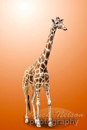 #671A - GIRAFFE ON GRADIENT (1:1.25)