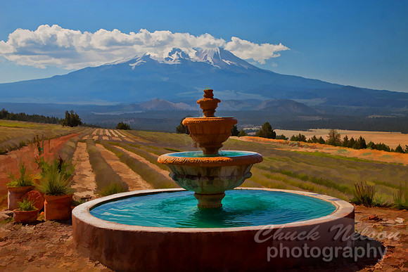 #540 - MT SHASTA LAVENDER FARM TS (1:1.5)