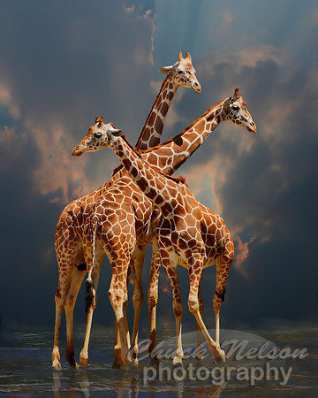 #301B - GIRAFFIC FANTASY TC1 (1:1.25).jpg
