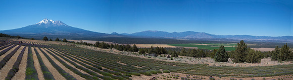 3637-40 MT SHASTA LAVENDER FARM PANO TD