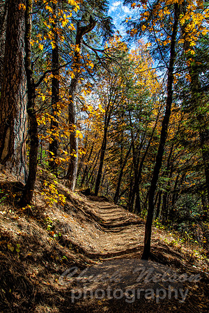 #690 - PATH IN THE WOODS (1:1.5)