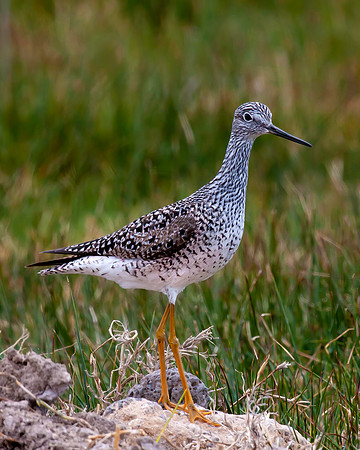 #144B - LESSER YELLOWLEGS (1:1.25)