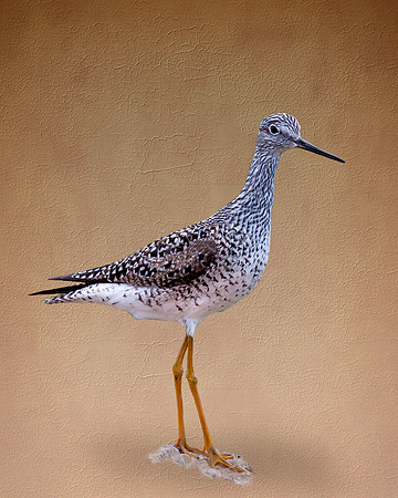 #144C - LESSER YELLOWLEGS (1:1.25)