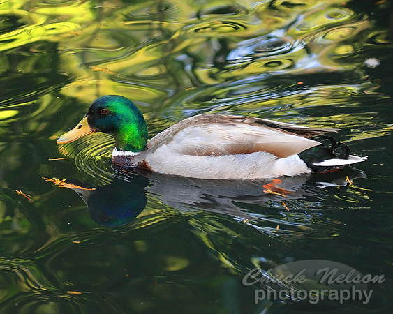 #167 - MALLARD #2 (1:1.25)