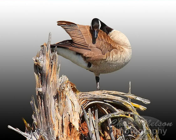 #116 - PREENING GOOSE (1:1.25)