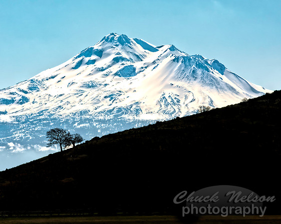 #696B -  MT SHASTA  WITH TREES IN SILHOUETTE (1:1.25)