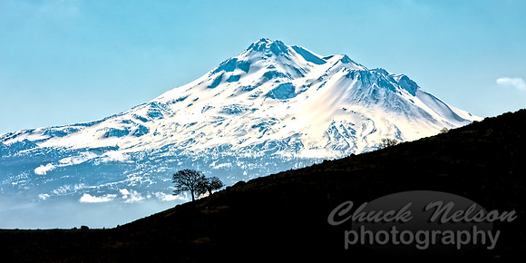 #696E - MT SHASTA WITH TREES IN SILHOUETTE  (1:2)
