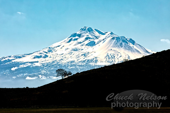#696A - MT SHASTA WITH TREES IN SILHOUETTE  (1:1.5)