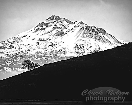 #696C - MT SHASTA WITH TREES IN SILHOUETTE  BW1 (1:1.25)