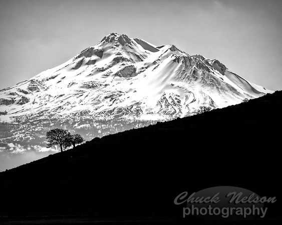 #696D - MT SHASTA WITH TREES IN SILHOUETTE  BW2 (1:1.25)