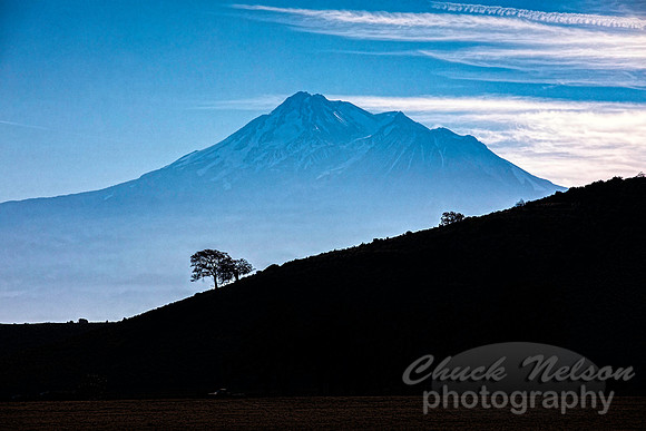 #705A - MT SHASTA WITH TREE SILHOUETTE (1:1.5)