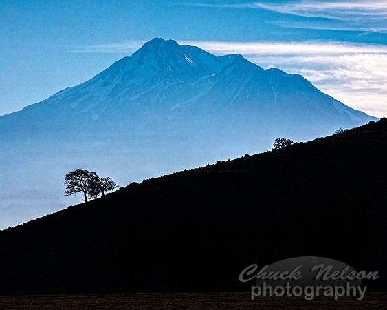 #705C - MT SHASTA WITH TREE SILHOUETTE (1:1.25)