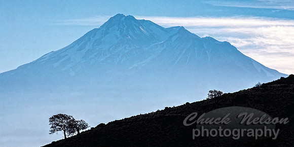 #705D - MT SHASTA WITH TREE SILHOUETTE (1:2)
