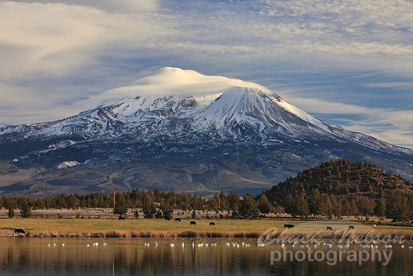 #324 - MOUNT SHASTA WITH SWANS ON THE LAKE #10 TA TC (1:1.5).jpg