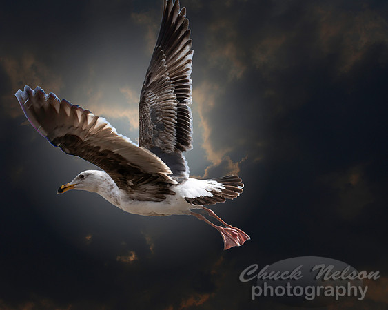 #709 - SEAGULL IN FLIGHT (1:1.25)