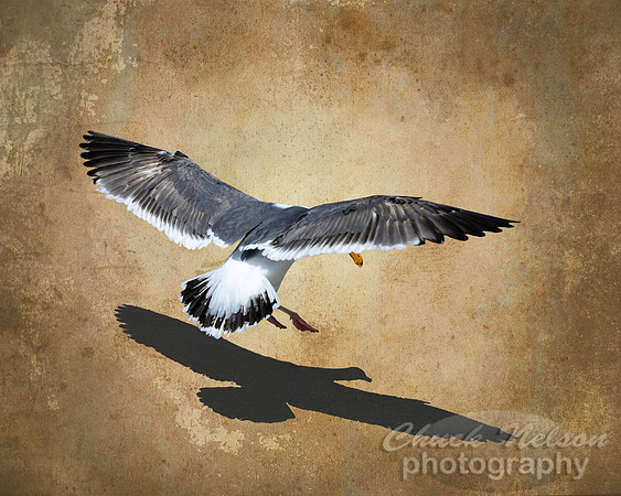 #710 - SEAGULL LANDING  (1:1.25)