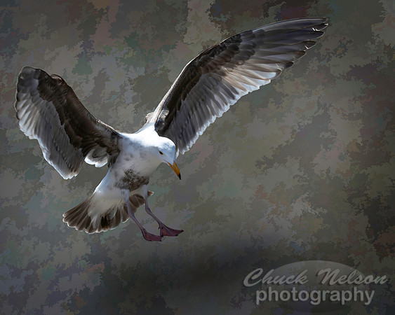 #712B - SEAGULL LANDING (1:1.25)