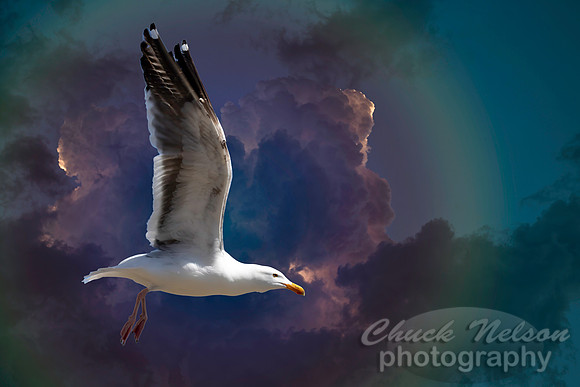 #711 - SEAGULL IN FLIGHT  (1:1.5)