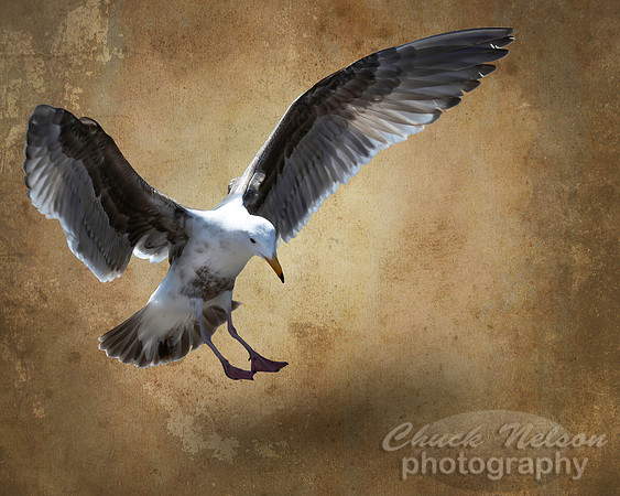 #712A - SEAGULL LANDING (8X10)