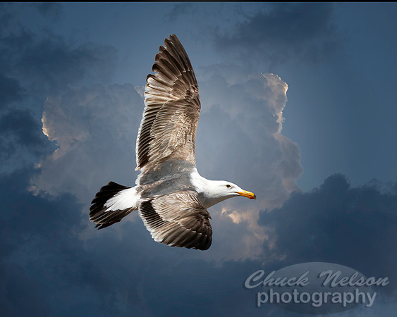 #713 - SEAGULL IN FLIGHT (1:1.25)