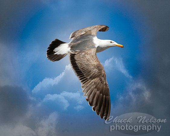 #714 - SEAGULL IN FLIGHT (1:1.25)