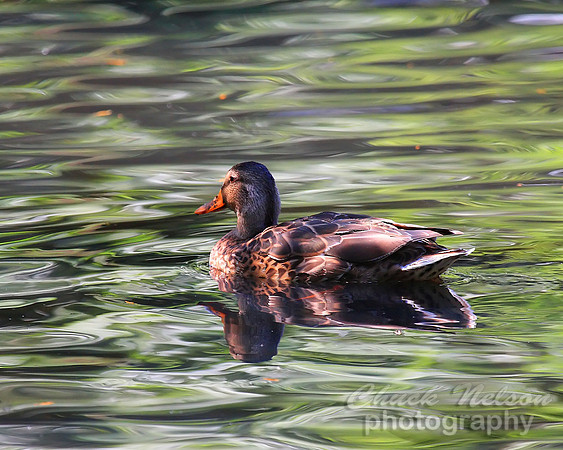 #168 - MALLARD #3 (1:1.25)