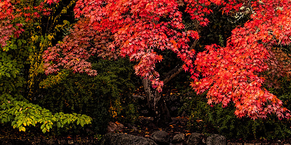 #721B - AUTUMN LEAVES TD (1:2)