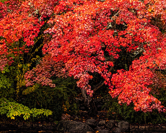 #721A - AUTUMN LEAVES TD (1:1.25)