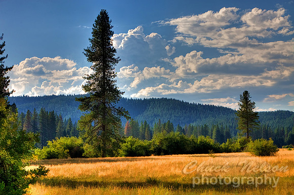 #448 - AFTERN NOON SUN ON THE PINES  HDR TD-S (1:1.5)