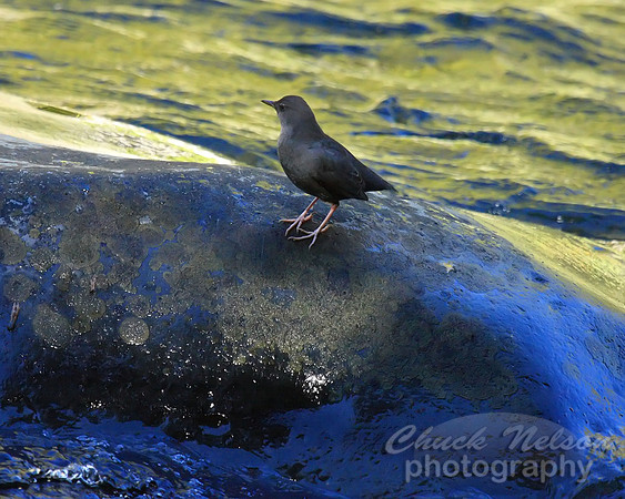#164 - AMERICAN DIPPER #1 (1:1.25)