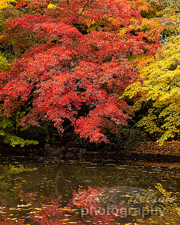 #726B - RED LEAVES OF AUTUMN - PAINTERLY (1:1.25)